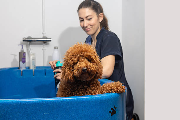 istock Fluffy white poodle receiving professional grooming, being washed and pampered during routine salon treatment 2220600885