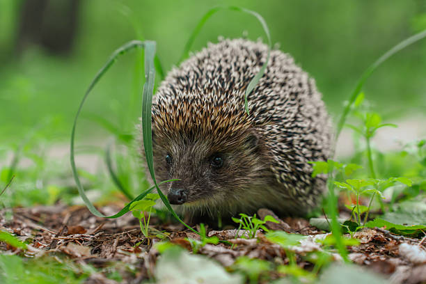 istock Hedgehog in the grass in the forest 2220601370