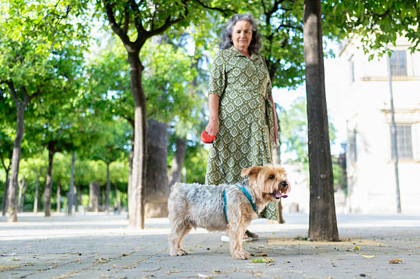istock Yorkshire terrier in the park with its owner in the background 2220604356