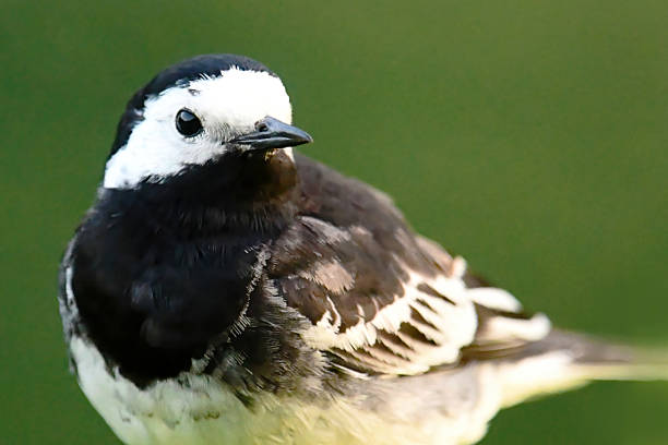 Pied Wagtail / White Wagtail Bird Portrait