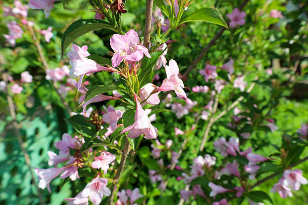 istock Delicate pink flowers bloom profusely on shrub branches, surrounded by bright green leaves, creating a tender and fresh spring-summer landscape. This ornamental bush adorns the garden with its splendor. 2220605916