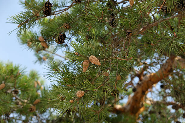 istock Green pine branches adorned with cones in a natural setting during daylight hours 2220606148