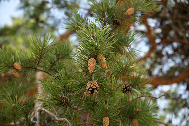 istock Green pine branches adorned with cones in a natural setting during daylight hours 2220606158