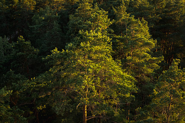 Bird's eye view of green forests, nature, trees at sunset. Beautiful pine forest with straight, long trunks of trees. View from above.
