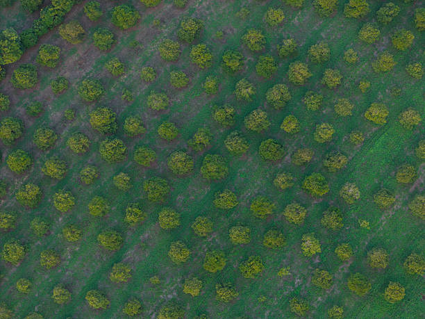 istock Pattern of green tree on garden lawn 2220609290