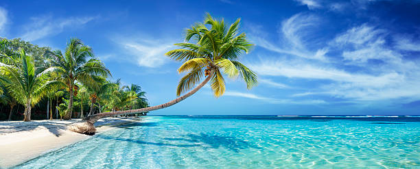 fotografii de stoc, fotografii și imagini scutite de redevențe cu palm beach pe insula paradisului idilică tropicală cu palmier pe ocean - caraibe