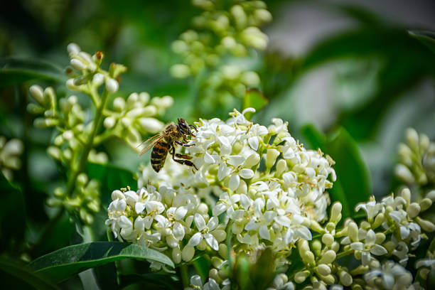 istock A honeybee collects pollen 2220609324