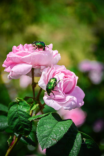 istock pink roses with metallic green chafer beetle 2220609355