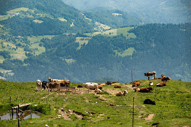 istock Dairy cows resting on green alpine pasture with dramatic mountain ranges and forested slopes, traditional mountain farming in European Alps 2220609419