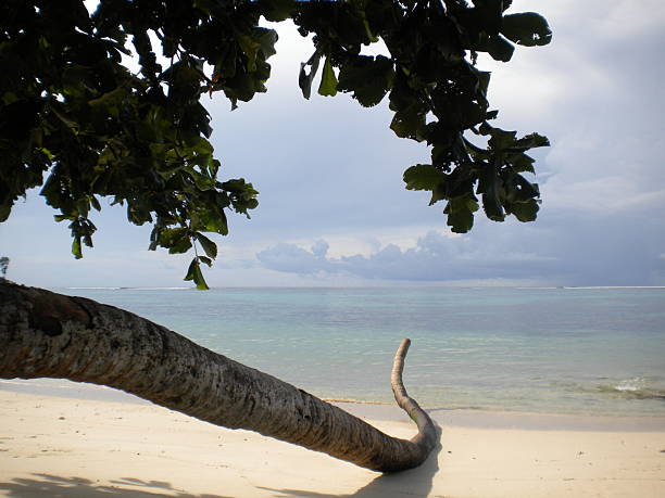 istock Fallen palm tree on a beach in the Seychelles with some foliage in the foreground. 2220609446