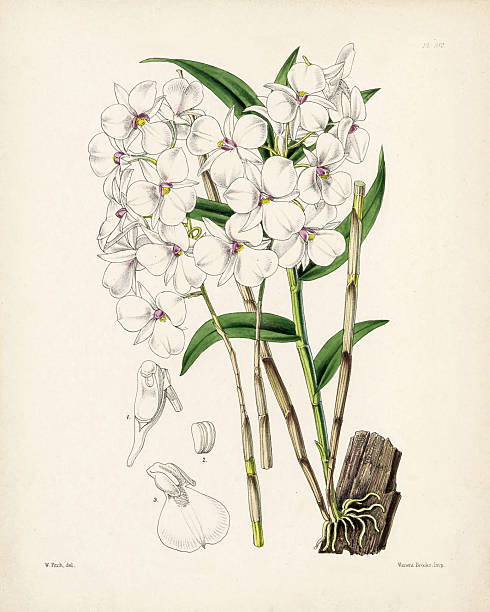 istock DENDROBIUM BARBATULUM, Bearded-lipped Dendrobium, Antique Engraved and Hand-Colored Victorian Orchid Botanical Illustration, 1867 2220610579