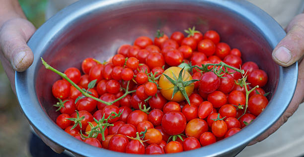 istock A bowl full of freshly picked small tomatoes 2220610911