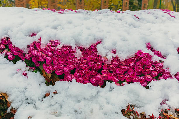 istock Pink and purple chrysanthemum flowers under snow 2220612004