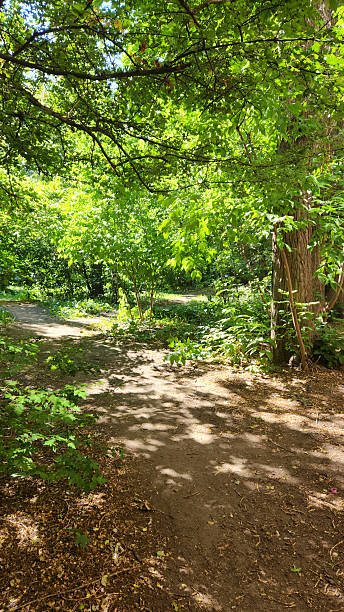 Peaceful forest trail surrounded by bright green trees and filtered sunlight. Nature walk scene perfect for travel guides, seasonal postcards, or eco-themed prints.