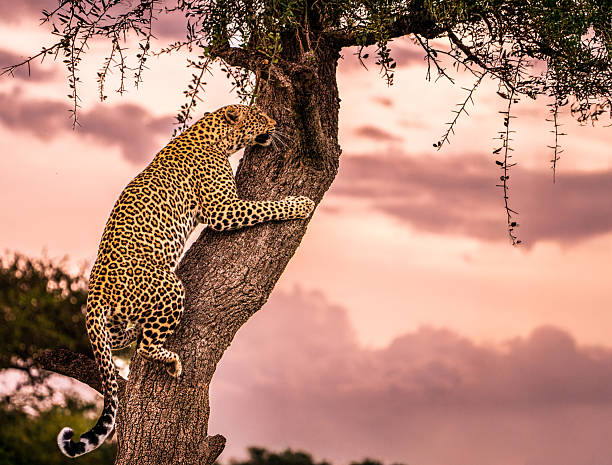 Leopard lies on branch looking for prey