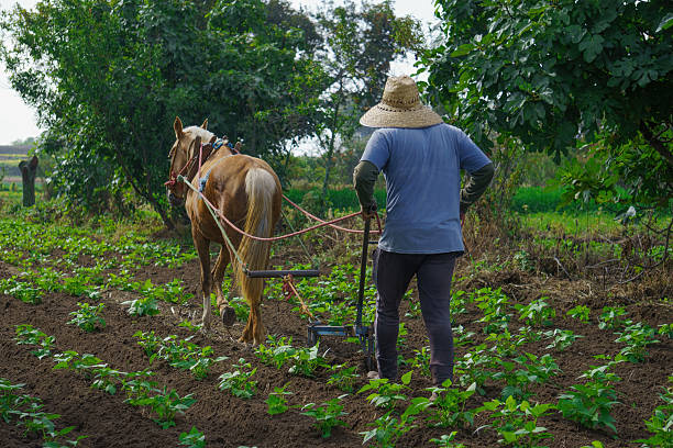 istock Mexican farmer plowing field with horse for bean sowing 2220613817