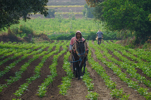 istock Mexican farmer riding horse through cultivated field 2220613930