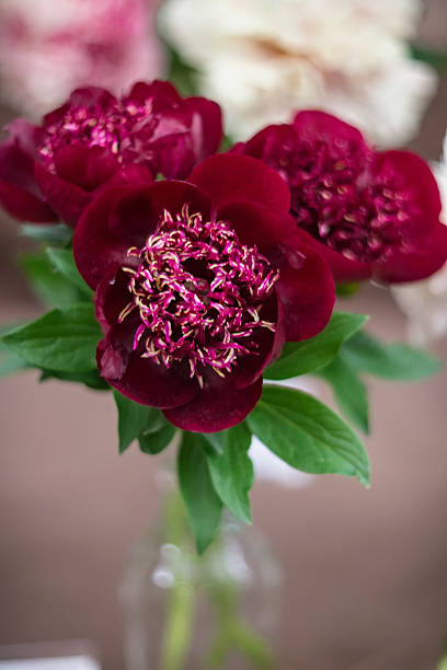 istock Dark red Peony lactiflora 'Walter Mains' 2220614036