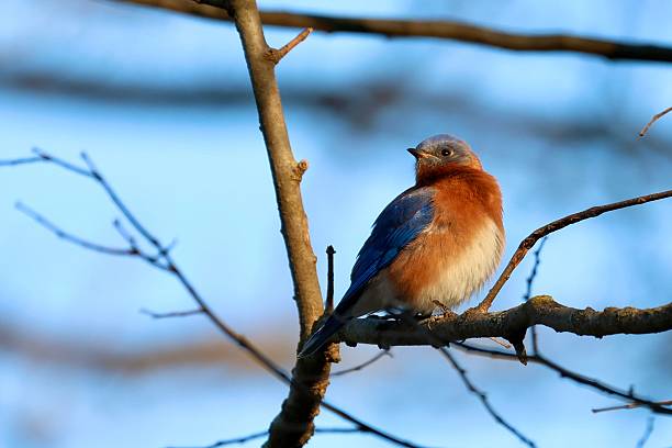 istock Eastern Blue Bird at sunrise 2220616328