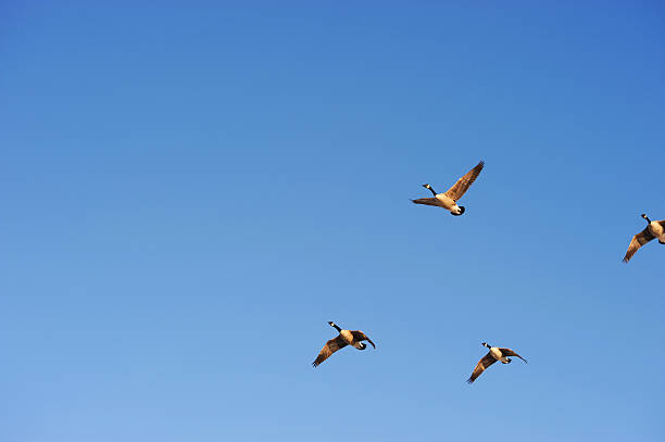 istock group of Canada goose flying in the sky 2220618726