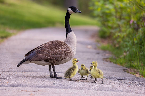 Young Goslings in the Early Morning