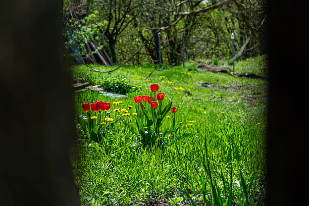 Vibrant colors and charm to the outdoor scenery  in Ukraine