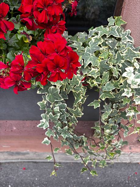 Pelargonium ivy-leaved red with leaves on the window
