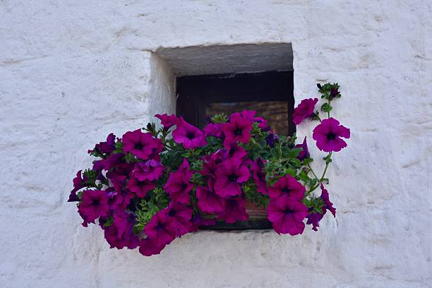 beautiful window and wall flowers