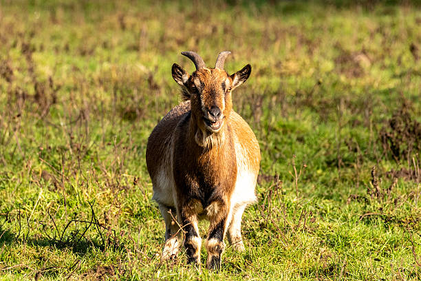 istock Close-up of a goat 2220620614