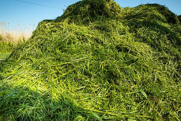 Large heap of cut grass isolated on white background. Focus on heap.