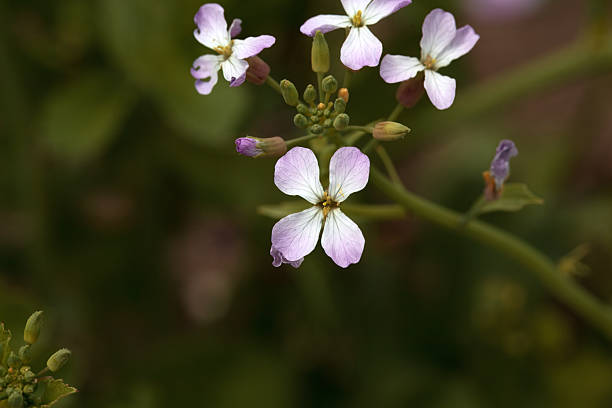 Raphanus satiwus L. var. longipinnatus  Bailey