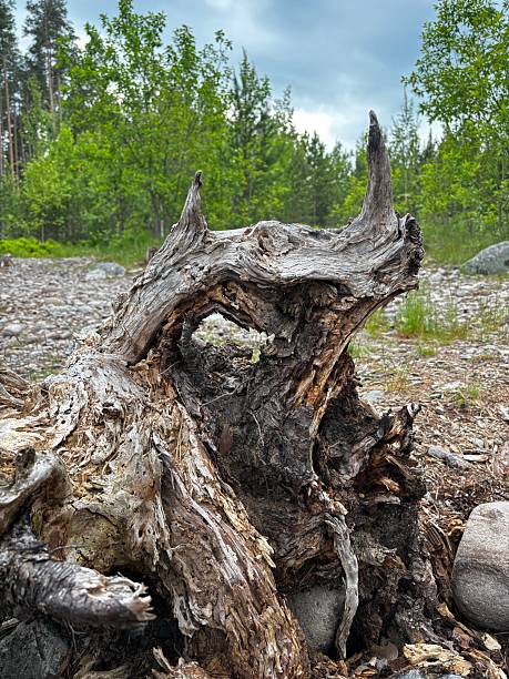Old dry snag against blue sky