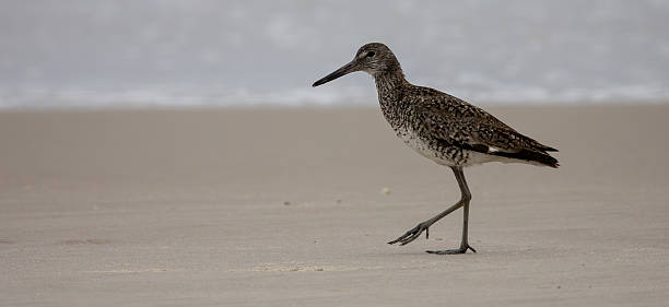 istock Willet on the Wet Sand 2220622077