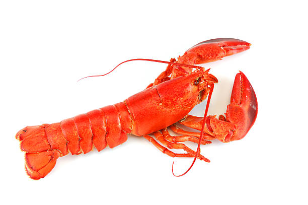istock single cooked red lobster isolated on white background 2220622347