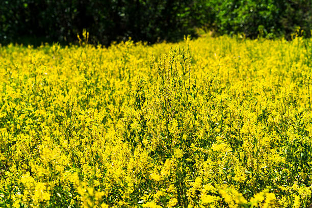 Yellow Sweet Clover Flowers - Bright yellow flowers growing along roadside in western Colorado.