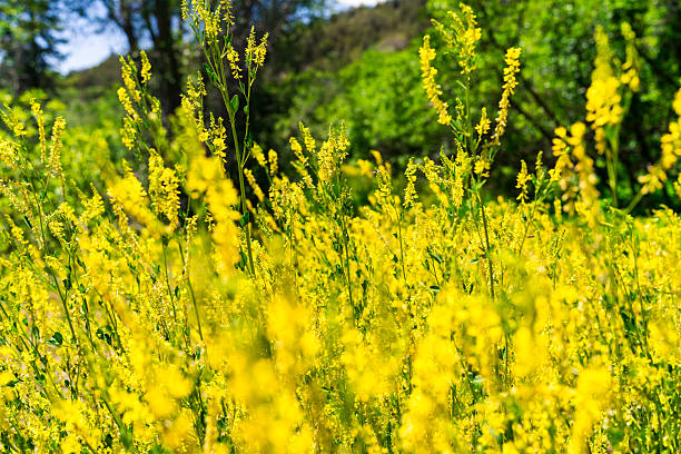 Yellow Sweet Clover Flowers - Bright yellow flowers growing along roadside in western Colorado.