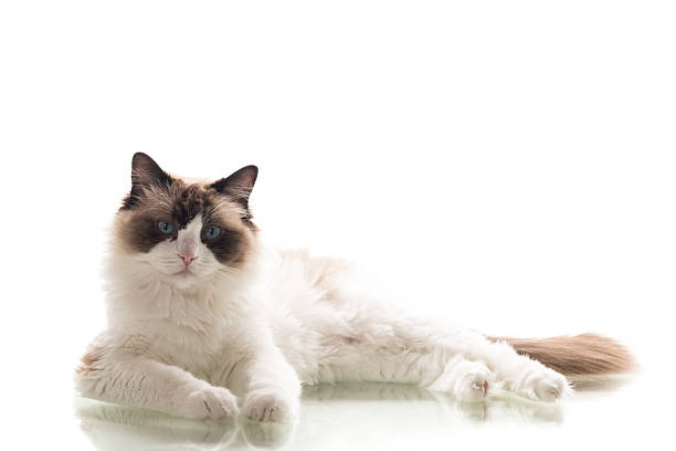 istock Well-groomed purebred Ragdoll cat on clean background 2220623475