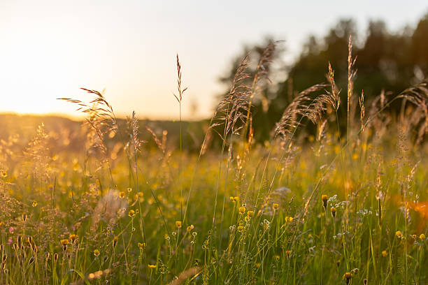 A serene meadow captures the golden rays of sunset