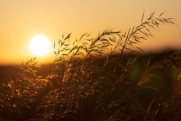 Captivating image of a serene sunset casting golden light
