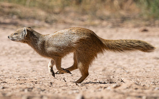 istock Yellow Mongoose Running at Full Speed 2220623626