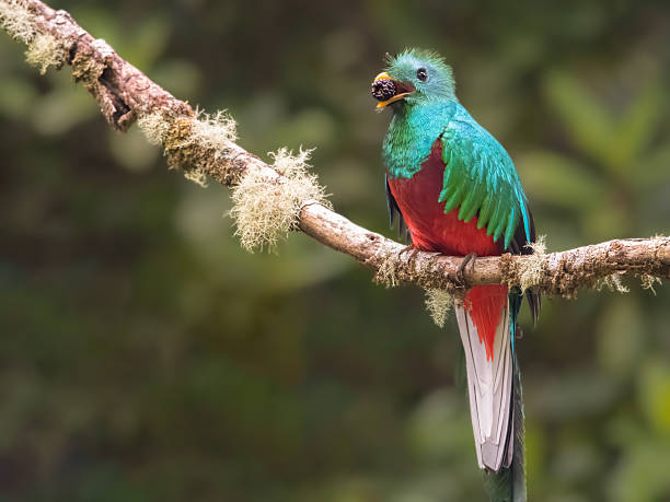 istock Resplendent Quetzal with blackberry. 2220623859