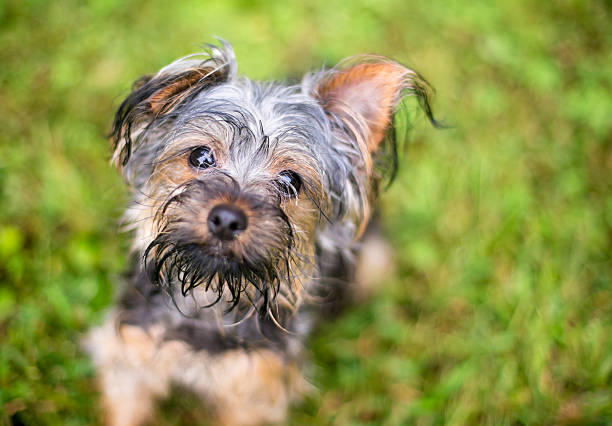A scruffy Yorkshire Terrier mixed breed dog with wet and dirty fur