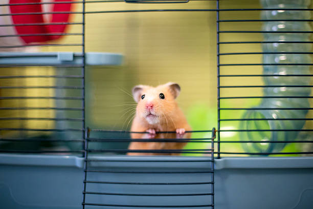 istock A Syrian hamster peeking out of its cage 2220623986