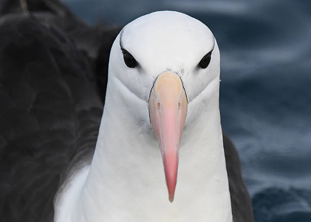 istock Close-up image of Black-browed Mollymawk or Black-browed Albatross (Diomedea melanophrys) 2220624583
