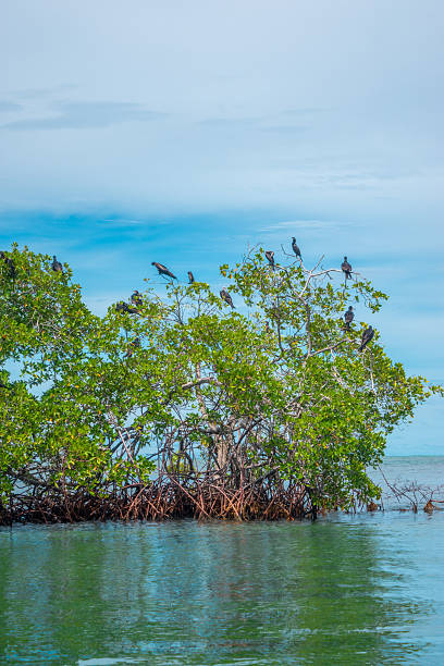 istock Mangrove Trees in San Bernardo Archipelago 2220624692