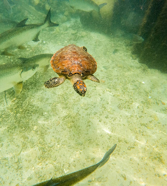 istock Diverse Underwater Life in San Bernardo 2220624783