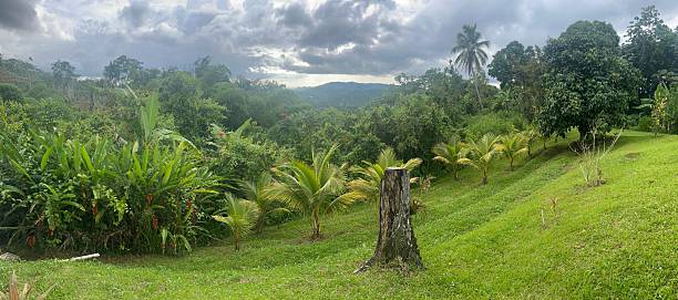 Using only the photographic effects on my smartphone, I set out to capture the textures, colors, and quiet beauty of my island — Puerto Rico. From coastal light to mountain shadows, each image reflects not just a place, but a feeling. This gallery is a love letter to home, written in light and edited in the palm of my hand.