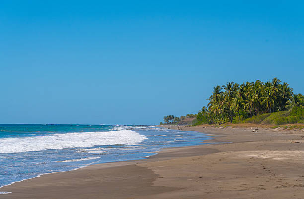 istock landscape of sea waves and coconut trees 2220625714