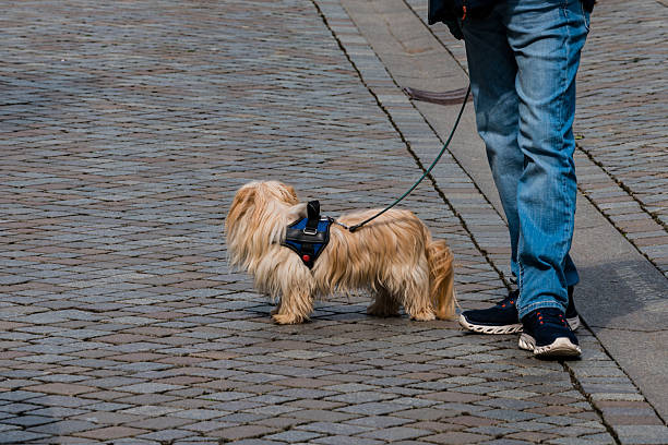 A small, fluffy Yorkshire Terrier with long fur stands on a cobblestone street, looking curiously around. Its owner walks beside it, dressed casually in jeans and shoes.