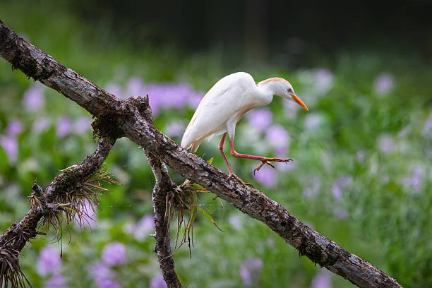 Caught mid-step, a Western Cattle Egret (Bubulcus ibis) moves carefully along a tree branch. Its poised movement and sharp gaze reflect the bird’s agility and alertness within Costa Rica’s vibrant wetland ecosystem.